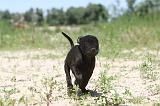 STAFFIE 038